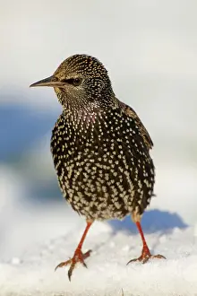 Wildlfe: Starling - in snow