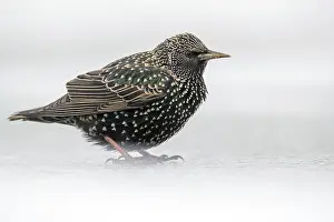 120219: Starling - in Snow - Cornwall - UK