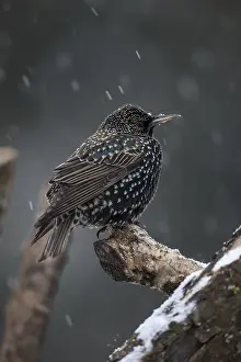120219: Starling - in Snow - Cornwall - UK