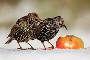 Wildlfe: Starling - in snow eating apple
