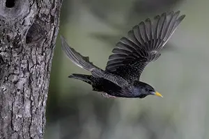 Incubate: Starling (Sturnus vulgaris) flying out of breeding