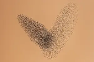 Roosting: Starling (Sturnus vulgaris) group by sunset, Th