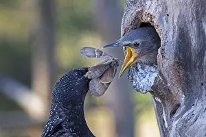 Trunks: Starling (Sturnus vulgaris), also known as Common starling