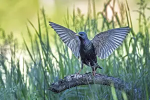 Starling: Starling (Sturnus vulgaris), also known as Common starling