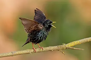 Spreads: Starling (Sturnus vulgaris) spreads wings, Germany