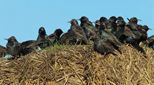 Passeriforme: Starling (Sturnus vulgaris) Starlings perched on