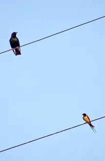 Rustica: Starling and Swallow