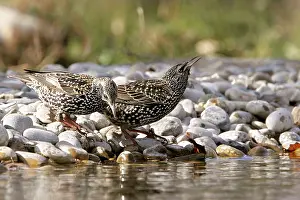Starling - two by water