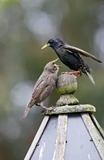 Tables: Starling - with youngster on bird table
