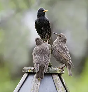 Tables: Starling - with youngsters on bird table