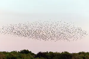 Operation: Starlings