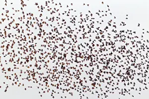 Operation: Starlings