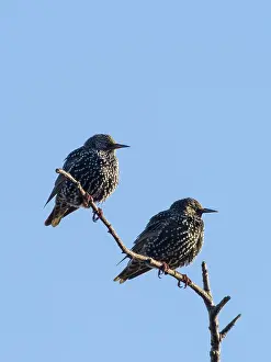 Starlings: Starlings