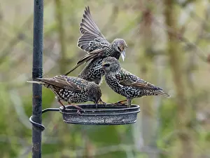 Attacking: Starlings - three birds at feeder, fighting over