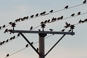 Electric: Starlings - birds perched on electric wires - Sweden