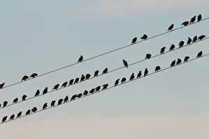 Electric: Starlings - birds perched on electric wires - Sweden