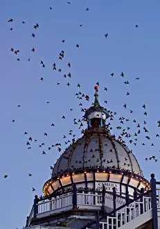 Victorian: Starlings - Coming in to roost in a Victorian Camera