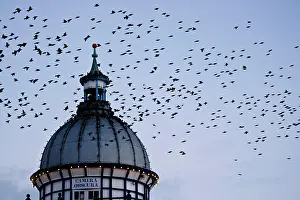 Victorian: Starlings - Coming in to roost in a Victorian Camera