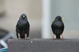 Irridescent: Starlings - Cornwall - UK