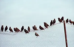 Starlings: STARLINGS - on fence