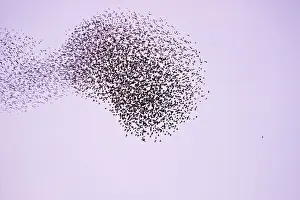 Expanding: Starlings - Flock expanding and contracting in