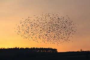 Murmuration: Starlings - flock /murmuration flying at twilight