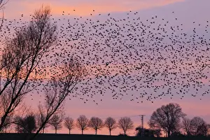 Murmuration: Starlings - flock /murmuration flying at twilight