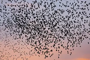 Murmuration: Starlings - flock /murmuration flying at twilight