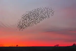 Murmuration: Starlings - flock /murmuration flying at twilight