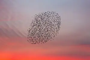 Murmuration: Starlings - flock /murmuration flying at twilight