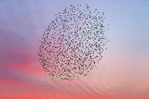 Murmuration: Starlings - flock /murmuration flying at twilight