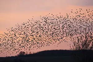 Murmuration: Starlings - flock /murmuration flying at twilight