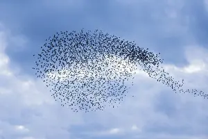Murmuration: Starlings - flock /murmuration flying at twilight