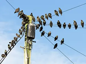 Lines: Starlings - flock perched on power lines, in autumn