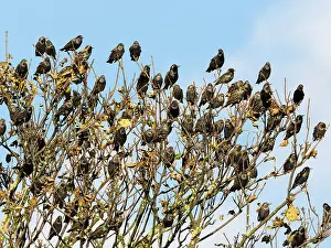Starlings: Starlings - flock resting in tree top, in autumn