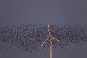 Synchronised: Starlings flocks Common Starlings flock in flight / mur