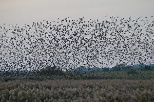 Murmuration: Starlings flocks Common Starlings flock / murmuration G
