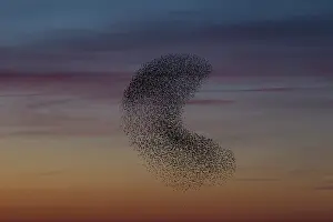 Murmuration: Starlings flocks Common Starlings flock / murmuration i