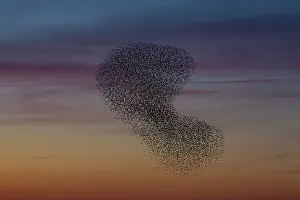 Murmuration: Starlings flocks Common Starlings flock / murmuration i