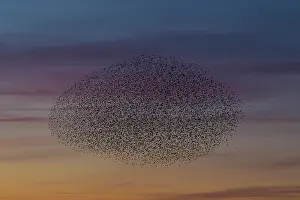 Murmuration: Starlings flocks Common Starlings flock / murmuration i