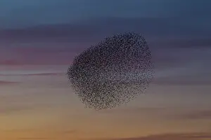 Murmuration: Starlings flocks Common Starlings flock / murmuration i