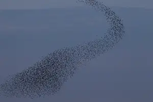 Murmuration: Starlings flocks Common Starlings flock / murmuration i
