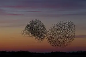 Murmuration: Starlings flocks Common Starlings flock / murmuration i