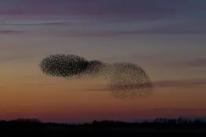 Murmuration: Starlings flocks Common Starlings flock / murmuration i