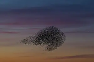 Murmuration: Starlings flocks Common Starlings flock / murmuration i