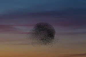 Murmuration: Starlings flocks Common Starlings flock / murmuration i