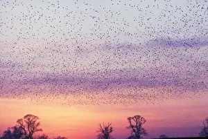 Katie Urry: STARLINGS - flying to roost