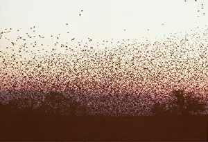 Roosting: STARLINGS - flying to roost