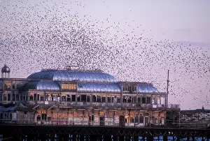Piers: STARLINGS - flying to roost on Brighton Pier