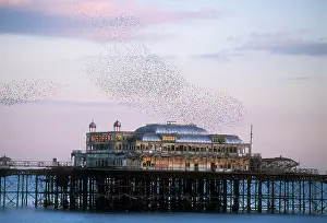 Piers: STARLINGS - flying to roost on Brighton Pier